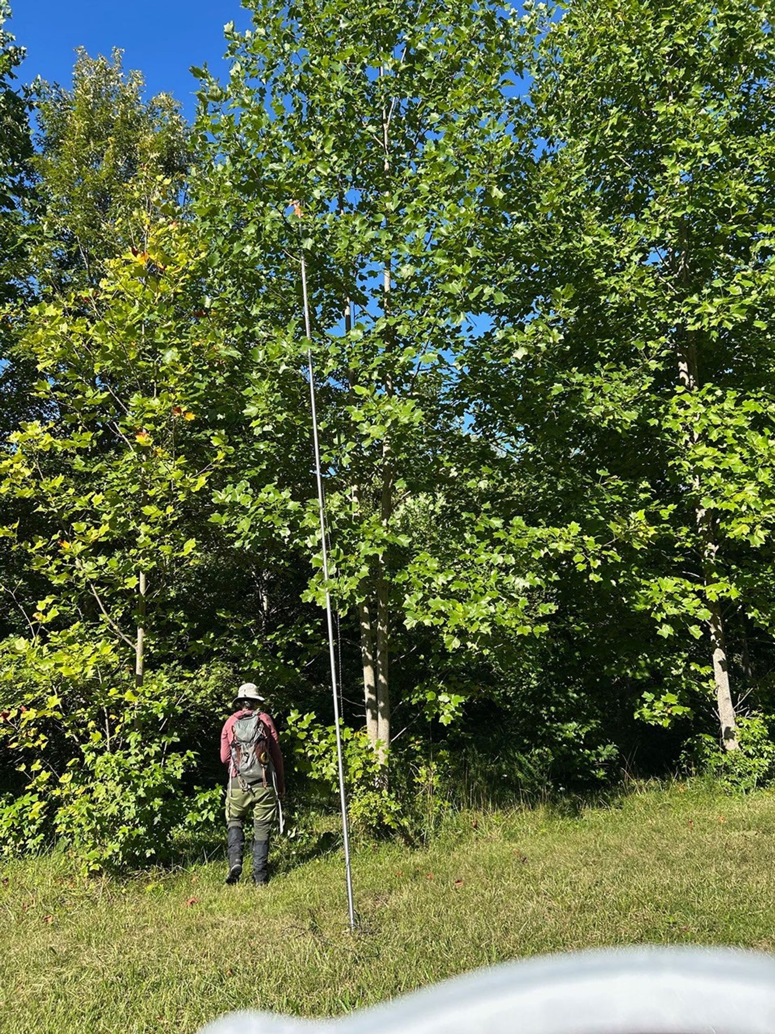 A woman in waders and a bush hat stands among tall trees, carrying a pole.