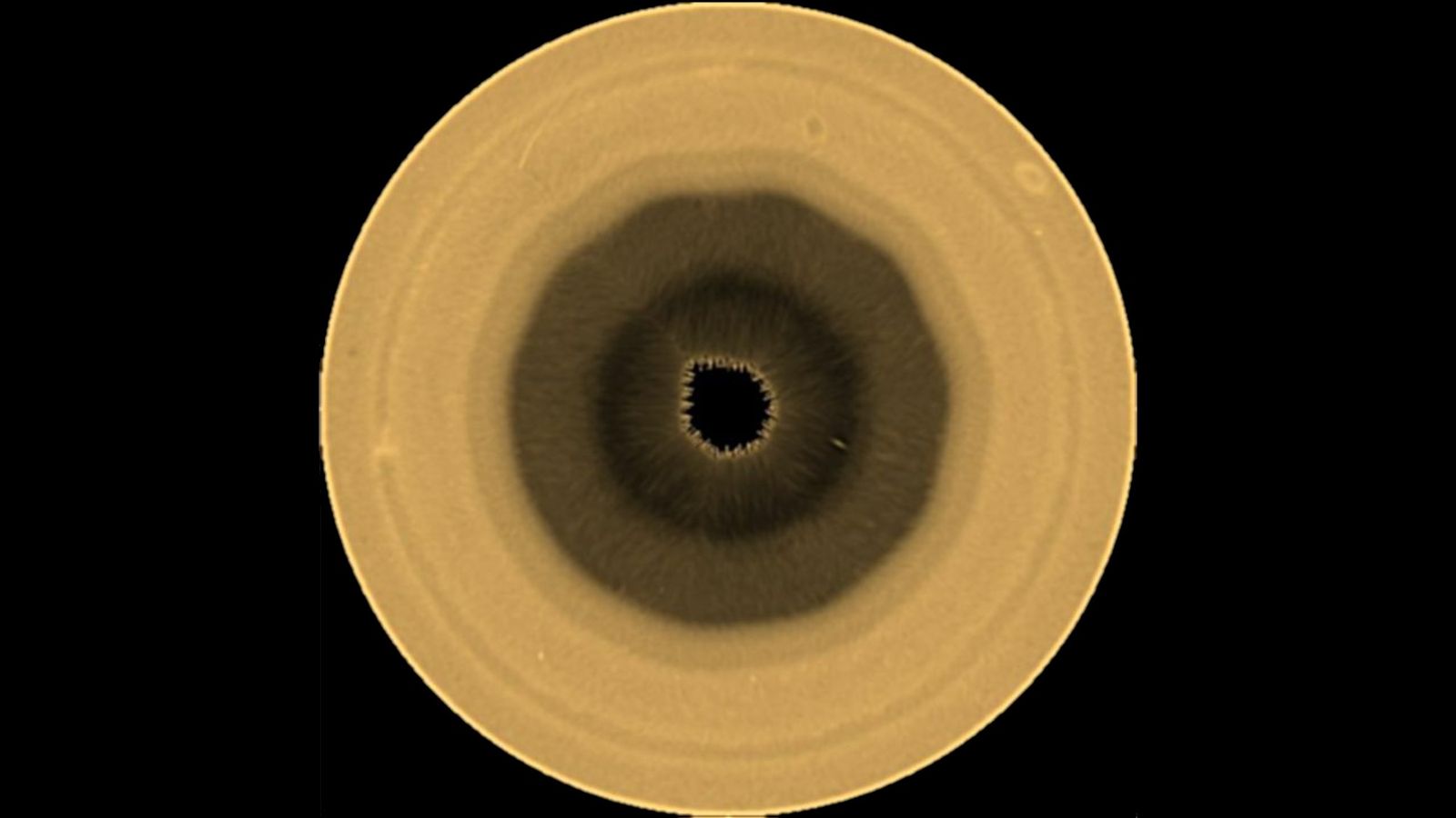 a yellow-brown orb with a ten-sided brown splotch in its center