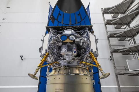 Peregrine during encapsulation