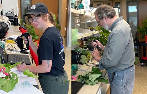 At left, a woman stands at a lab bench draped in large leaves that are marked with a bright pink tie. In her left hand is a pen; she’s making a notation on a pad on the bench. Her right hand holds a scanning instrument. At right, a man at another lab bench looks down at leaves, also with a pink tie.