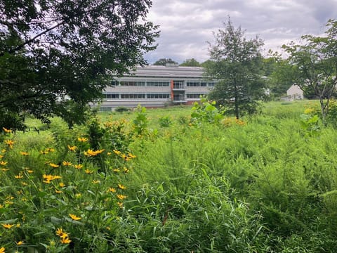 A three-story building is viewed through the grass, shrubs, and flowers of a nearby meadow.
