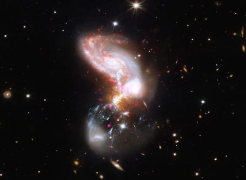 In this system, two galaxies are merging at a furious rate. Near the top of the image is a spiral galaxy shape with thick arms in fiery oranges, whites, and reds. At the bottom of the image is a faint hazy bowl shape marbled with grainy white ribbons and hot pink specks. Where the two shapes collide, in the center of the frame, the galaxy appears utterly chaotic, like a firework.