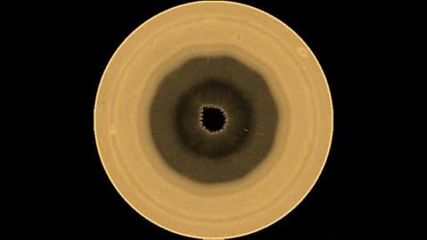 a yellow-brown orb with a ten-sided brown splotch in its center