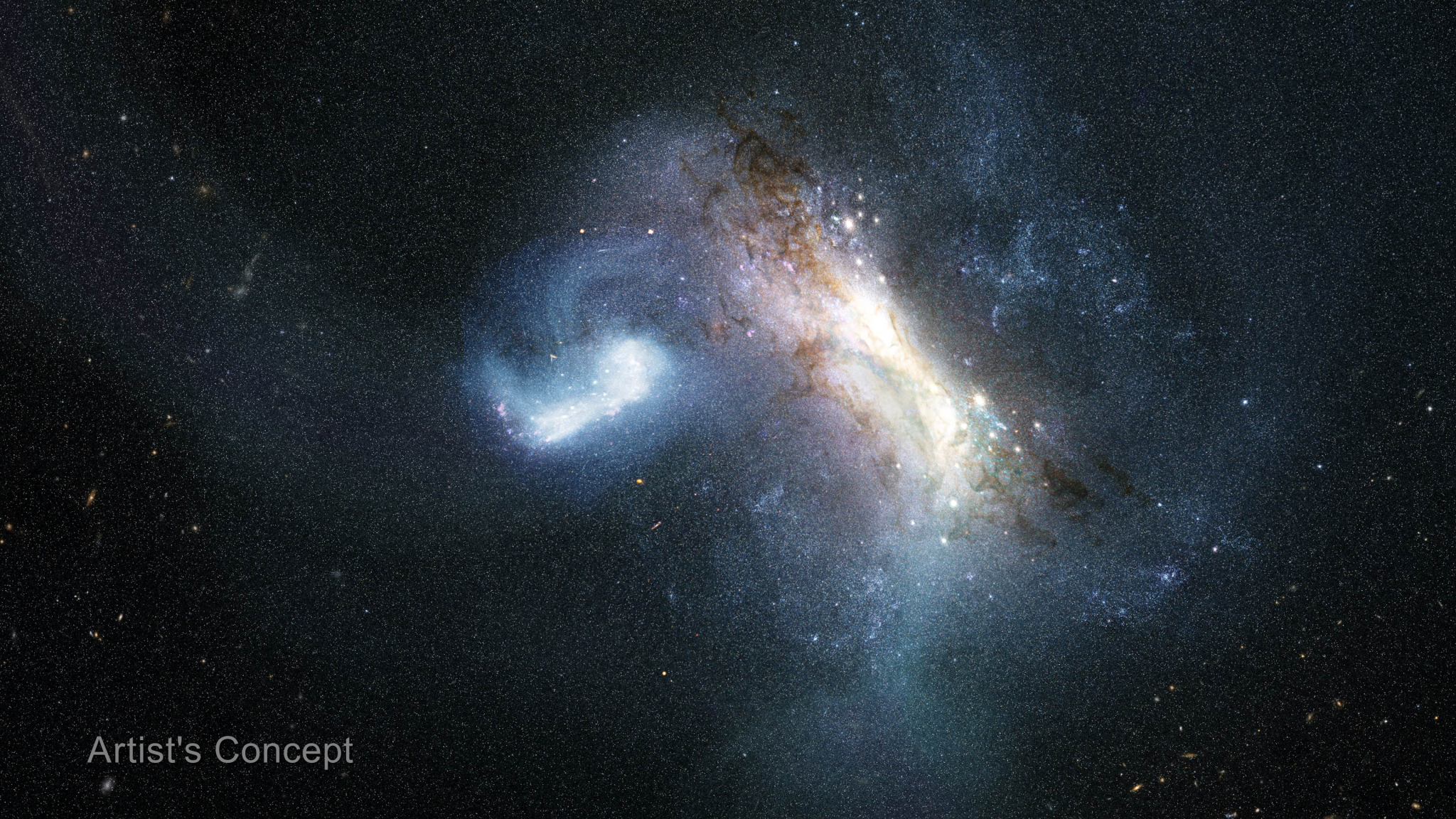 一幅插图，显示两个星系在黑暗、布满星星的背景中碰撞。碰撞占据了插图的中间三分之一。右侧，一个较大的星系从11点钟方向到4点钟方向倾斜视角，其白黄色核心被斑驳的棕色尘埃带和暗淡的蓝色旋臂环绕。左侧，一个较小的亮蓝白色星系因引力扭曲而拉伸成弯曲的钩状。一条宽阔、发光的淡蓝色气体和恒星桥从左侧星系延伸出去，而右侧较大星系的上方和下方则有缕缕流束。左下角出现“艺术家概念”字样。