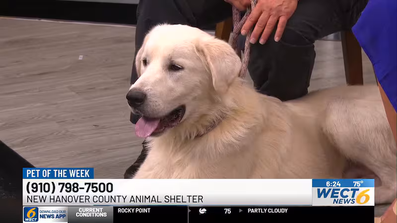A local animal shelter is looking to match a playful and alert gentle giant with his perfect...